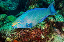 Queen parrotfish (Scarus vetula), terminal phase - male, on coral reef. Bonaire, Leeward Antilles, Caribbean.