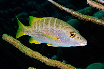 Schoolmaster snapper (Lutjanus apodus) on coral reef Bonaire, Leeward Antilles, Caribbean.