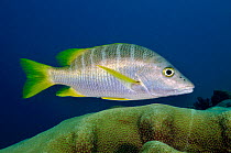 Schoolmaster snapper (Lutjanus apodus) on coral reef Bonaire, Leeward Antilles, Caribbean.