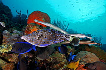Scrawled filefish (Aluterus scriptus) shadowed by Trumpetfish (Aulostomus maculatus). Blue Tang (Acanthurus coeruleus)  also in this mixed fish species feeding association. Bonaire, Leeward Antilles,...