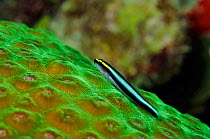 Sharknose goby (Elacatinus evelynae) on star coral Bonaire, Leeward Antilles, Caribbean.