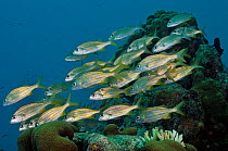 Smallmouth grunts (Haemulon chrysargyreum) Bonaire, Leeward Antilles, Caribbean.
