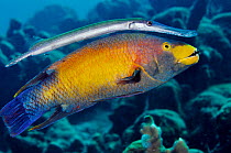 Trumpetfish (Aulostomus maculatus) using a Spanish Hogfish (Bodianus rufus) as a 'stalking horse'. Spanish Hogfish is eating an arm of a starfish. Bonaire, Leeward Antilles, Caribbean