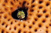 Spinyhead blenny (Acanthemblemaria spinosa), in a hole in coral Bonaire, Leeward Antilles, Caribbean.