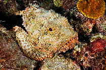 Spotted scorpionfish (Scorpaena plumieri), camouflaged on coral reef Bonaire, Leeward Antilles, Caribbean.