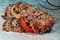 Spotted scorpionfish (Scorpaena plumieri) Bonaire, Leeward Antilles, Caribbean.