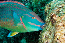 Stoplight parrotfish (Sparisoma viride), male, biting coral rock (feeding on encrusting algae) Bonaire, Leeward Antilles, Caribbean.