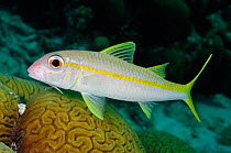 Yellow goatfish (Mulloidichthys martinicus), by Grooved brain coral (Diploria labyrinthiformis) Bonaire: Captain Don's Habitat, House Reef, February