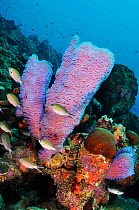 Azure vase sponge (Callyspongia plicifera) on coral reef, with small fish, Brown Chromis (Chromis multilineata)  Bonaire, Leeward Antilles, Caribbean.