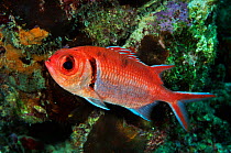 Blackbar soldierfish (Myripristis jacobus) Bonaire, Leeward Antilles, Caribbean.
