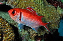 Blackbar soldierfish (Myripristis jacobus), by corals Bonaire, Leeward Antilles, Caribbean.