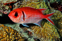 Blackbar soldierfish (Myripristis jacobus), by corals Bonaire, Leeward Antilles, Caribbean.