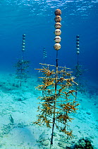 Staghorn coral (Acropora cervicornis) growing on Coral nursery "tree", in project by Coral Restoration Foundation Bonaire. Buddy's Reef, Bonaire, Leeward Antilles, Caribbean.