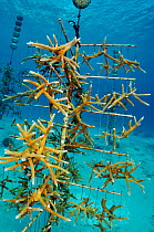 Staghorn coral (Acropora cervicornis) growing on Coral nursery 'tree', in project by Coral Restoration Foundation Bonaire. Buddy's Reef, Bonaire, Leeward Antilles, Caribbean.