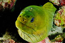 Green moray (Gymnothorax funebris) Klein Bonaire, Bonaire, Leeward Antilles, Caribbean.