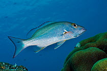 Mahogany snapper (Lutjanus mahogoni), above coral reef, Bonaire, Leeward Antilles, Caribbean.