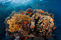Coral reef with Fire coral (Millepora dichotoma) and anthias (Pseudanthias squamipinnis) Ras Ghozlani, Ras Mohammed National Park, Egypt, Red Sea.