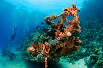Wreck of a yacht colonised by soft corals, with divers Abu Galawa Soghayr, Fury Shoal, Egypt, Southern Red Sea.