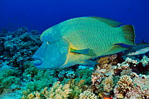 Humphead wrasse (Cheilinus undulatus) on coral reef. Shark Reef to Jolande, Ras Mohammed National Park, Egypt, Red Sea.
