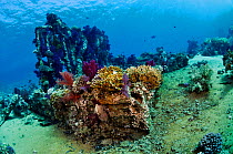 Wreckage colonised by soft corals, stony corals, and fire coral Jolande wreck, Ras Mohammed National Park, Egypt, Red Sea.