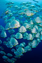 Orbicular batfish / Spadefish (Platax orbicularis), school Shark Reef to Jolande, Ras Mohammed National Park, Egypt, Red Sea.