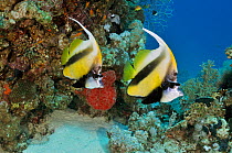 Red Sea bannerfish (Heniochus intermedius), pair on coral reef, Small Passage, Gulf of Suez, Egypt, Red Sea.