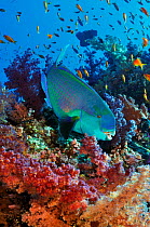 Red Sea steephead parrotfish (Heavybeak parrotfish) Chlorurus gibbus, on coral reef Shark Reef to Jolande, Ras Mohammed National Park, Egypt, Red Sea.