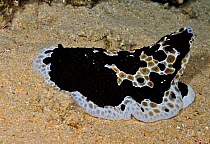 Side-gilled slug, Pleurobranch (Pleurobranchus grandis), at night Gordon Reef, Straits of Tiran, Egypt, Red Sea