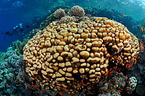 Stony coral (Porites sp.) with Anthias (Pseudanthias squamipinnis), and diver Ras Ghozlani, Ras Mohammed National Park, Egypt, Red Sea.