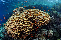 Stony coral (Porites sp.) with Anthias (Pseudanthias squamipinnis) Ras Ghozlani, Ras Mohammed National Park, Egypt, Red Sea.