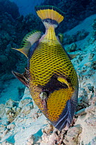 Titan triggerfish (Balistoides viridescens), guarding nest site, in head down pose Sataya South, Fury Shoal, Egypt, Southern Red Sea