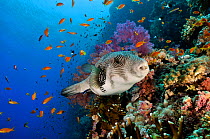 Whitespotted puffer (Arothron hispidus) on coral reef, Shark Reef to Jolande, Ras Mohammed National Park, Egypt, Red Sea.