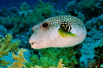 Whitespotted puffer (Arothron hispidus) on coral reef, Jackfish Alley, Ras Mohammed NP, Egypt, Red Sea.