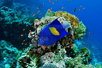 Yellowbar angelfish (Pomacanthus maculosus) on coral reef, with Anthias (Pseudanthias squamipinnis) Shark Reef to Jolande, Ras Mohammed National Park, Egypt, Red Sea.