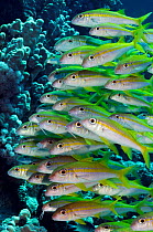 Yellowfin goatfish (Mulloidichthys vanicolensis), school on coral reef. Sha'ab Claudio, Fury Shoal, Egypt, Southern Red Sea.