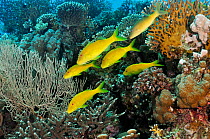 Yellowsaddle goatfish (Parupeneus cyclostomus) on coral reef, Small Passage, Gulf of Suez, Egypt, Red Sea.