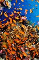 Anthias fish (Pseudanthias squamipinnis), by Fire coral (Millepora dichotoma) on coral reef, Shark Reef to Jolande Reef, Ras Mohammed National Park, Egypt, Red Sea.