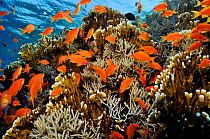 Anthias fish (Pseudanthias squamipinnis), by Fire coral (Millepora dichotoma) and soft coral,  on coral reef, Shark Reef to Jolande Reef, Ras Mohammed National Park, Egypt, Red Sea.
