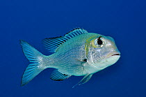 Bigeye emperor fish (Monotaxis grandoculis) Ras Ghozlani, Ras Mohammed National Park, Egypt, Red Sea.