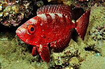 Bigeye fish (Priacanthus hamrur) night time colour Gordon Reef, Straits of Tiran, Egypt, Red Sea.