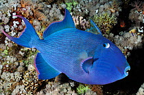 Blue triggerfish (Pseudobalistes fuscus) Shark Reef to Jolande Reef, Ras Mohammed National Park, Egypt, Red Sea.