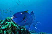 Blue triggerfish (Pseudobalistes fuscus) Shark Reef to Jolande, Ras Mohammed National Park, Egypt, Red Sea.