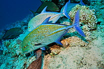 Bluefin trevally (Caranx melampygus) mixed-species foraging and hunting behaviour, with Giant moray (Gymnothorax javanicus).  Shark Reef to Jolande, Ras Mohammed National Park, Egypt, Red Sea.