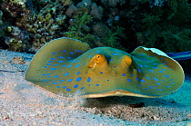 Bluespotted ribbontail ray (Taeniura lymma) Jolande Reef, Ras Mohammed National Park, Egypt, Red Sea.