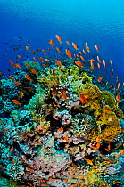 Coral reef with Anthias fish (Pseudanthias  squamipinnis), and Fire coral (Millepora dichotoma) Shark Reef to Jolande, Ras Mohammed National Park, Egypt, Red Sea.