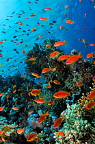 Coral reef with Anthias fish (Pseudanthias  squamipinnis), and Fire coral (Millepora dichotoma) Anemone City, Ras Mohammed National Park, Egypt, Red Sea.