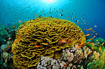Coral reef with Anthias fish (Pseudanthias  squamipinnis) and Twotone chromis (Chromis dimidiata) around Yellow scroll coral (Lettuce coral) (Turbinaria reniformis)   Jackson Reef, Straits of Tiran, R...