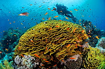 Coral reef with Anthias fish (Pseudanthias  squamipinnis) and Twotone chromis (Chromis dimidiata) around Yellow scroll coral (Lettuce coral) (Turbinaria reniformis). With diver  Jackson Reef, Straits...