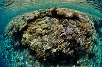 Coral reef top, Jackson Reef, Straits of Tiran, Red Sea, Egypt.
