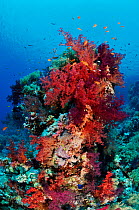 Coral reef with Anthias fish (Pseudanthias squamipinnis),  and soft corals, (Dendronephthya sp.) Shark Reef to Jolande, Ras Mohammed National Park, Egypt, Red Sea.